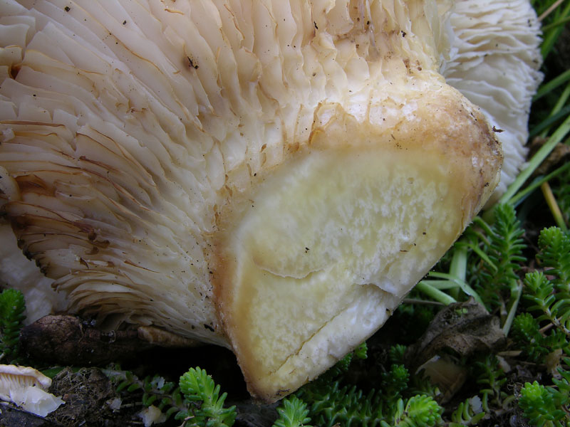 Pleurotus dryinus ?